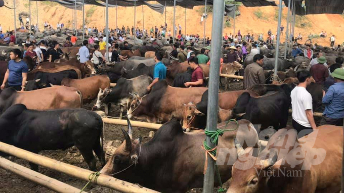 Phiên chợ trâu, bò Nghiên Loan, huyện Pác Nặm diễn ra vào ngày 21/11. Ảnh: Toán Nguyễn.
