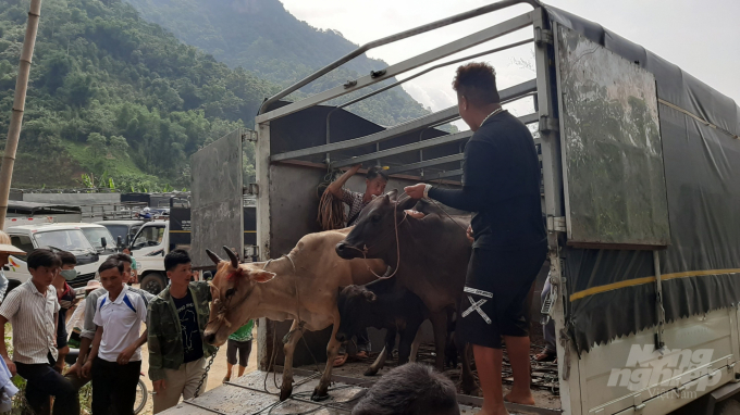 Những xe trâu, bò được chở từ nhiều vùng, nhiều tỉnh đến chợ Nghiên Loan. Ảnh: Toán Nguyễn.