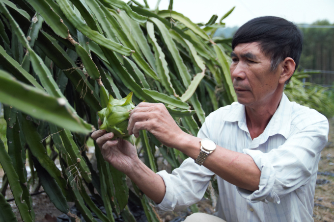 Ông Đoàn Quang Ngọc ở khu 1, phường Phương Đông, TP Uông Bí (Quảng Ninh) là một trong số các hộ thực hiện việc áp dụng công nghệ trong trồng và chăm sóc thanh long ở địa phương. Ảnh: Anh Thắng.