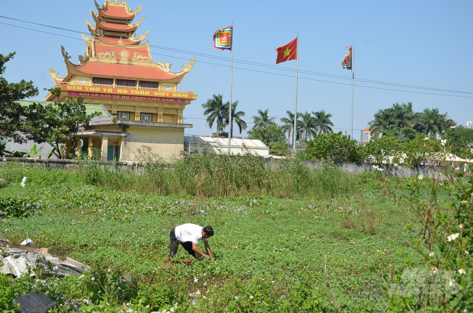 Một người dân hái rau muống dại trước lăng mộ của họ Trần. Ảnh: Dương Đình Tường.