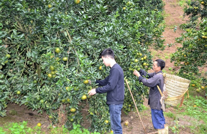 Giá cam xuống thấp khiến nhiều nhà vườn trồng cam ở Hàm Yên gần như không có lãi. Ảnh: Đồng Văn Thưởng.
