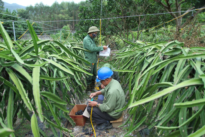 Công nhân đang bảo trì hệ thống tưới tự động và lắp đèn Led tại vườn thanh long ruột đỏ Uông Bí. Ảnh: Anh Thắng.