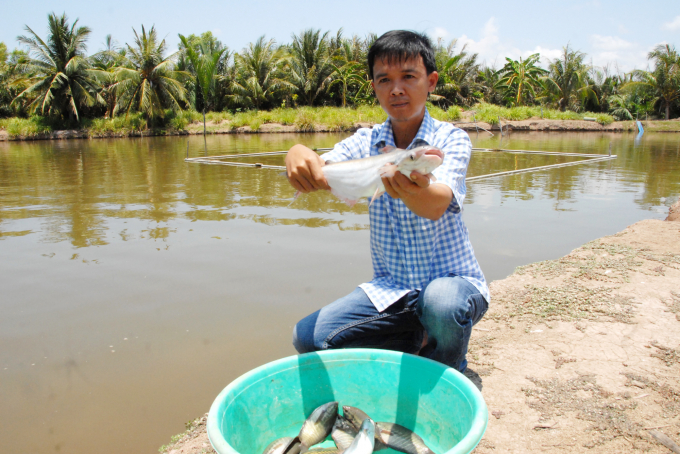 Huyện Cù Lao Dung đã thực hiện chuyển đổi hơn 3.000ha đất trồng mía kém hiệu quả sang trồng nhãn Ido, xoài, bưởi da xanh, rau màu và nuôi thủy sản. Ảnh: Lê Hoàng Vũ.