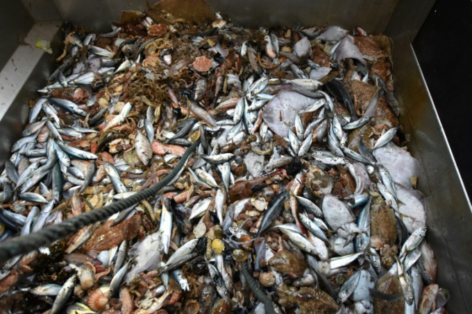 Việc khai thác, đánh bắt cá thiếu kiểm soát dẫn tới nguy cơ tận diệt nguồn lợi thủy sản. Ảnh: AFP