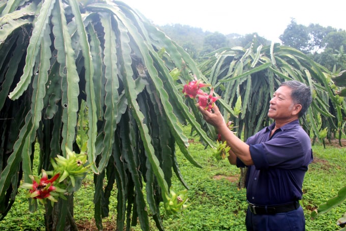 Mô hình trồng thanh long ruột đỏ tại gia đình ông Ngô Văn Tích, khu Cửa Ngăn, phường Phương Đông, Uông Bí. Ảnh: Thu Chung