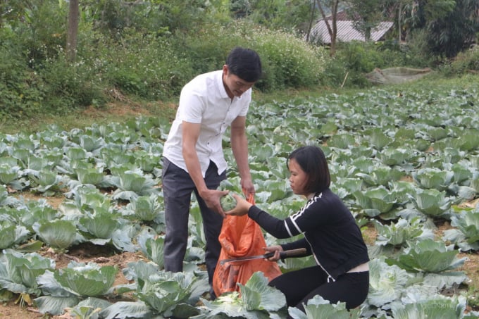 Trồng bắp cải trái vụ giúp người nông dân ở Khâu Tinh thu lãi hơn 7 triệu đồng/sào. Ảnh: HĐ.