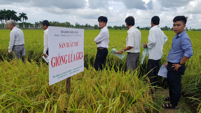 Trong lĩnh vực lúa gạo các HTX nông nghiệp ở Bạc Liêu đã liên kết với nhau hiệu quả hơn. Ảnh:Trọng Linh.