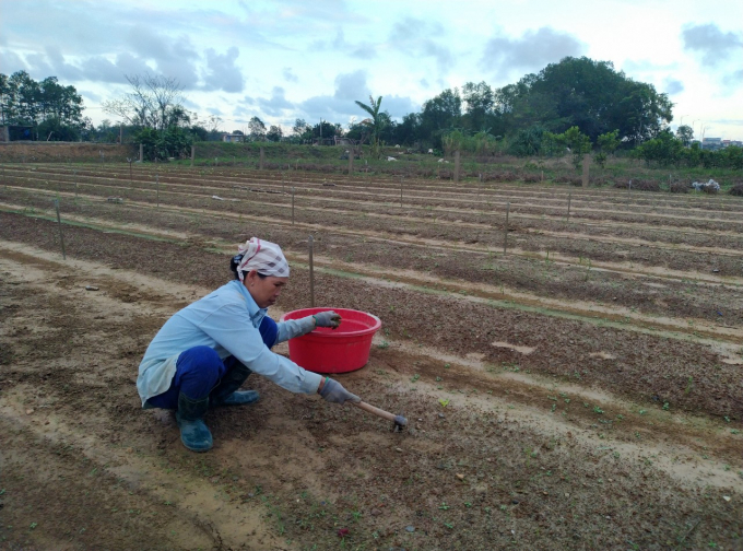 Nông dân phường Đông Thành, TP Đông Hà (Quảng Trị) khẩn trương gượng dây, khôi phục sản xuất rau màu sau mưa lũ. Ảnh: Công Điền.