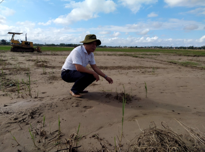 Tại Quảng Trị, có hơn 1.500 ha ruộng đồng đã bị vùi lấp sau mưa lũ lịch sử dồn dập. Ảnh: Công Điền