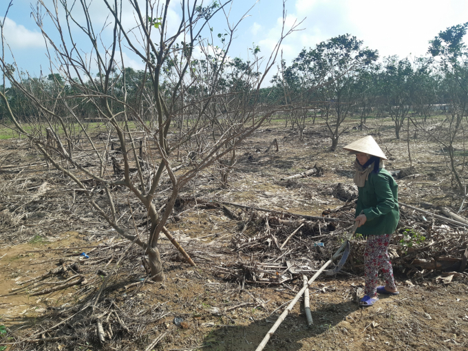 Nhiều diện tích cây ăn quả tại Thừa Thiên Huế đã bị thiệt hại nặng nề sau mưa lũ. Ảnh: Tiến Thành