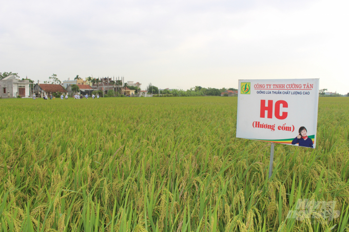 Gạo sạch Hương Cốm của Công ty Cường Tân vừa được UBND tỉnh Nam Định công nhận là sản phẩm OCOP đạt hạng 3 sao vào cuối tháng 10/2020. Ảnh: Mai Chiến.