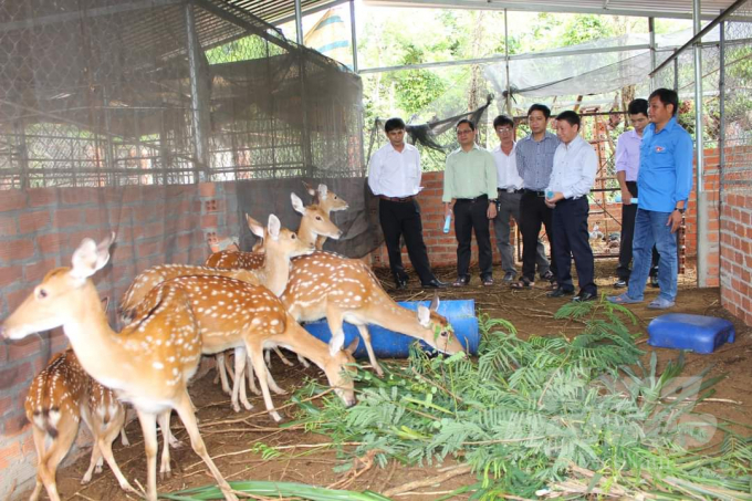 Hợp tác xã Nhung hươu Bình Phước làm ăn có hiệu quả nhưng khó phát triển vì thiếu vốn. Ảnh: Trần Trung.