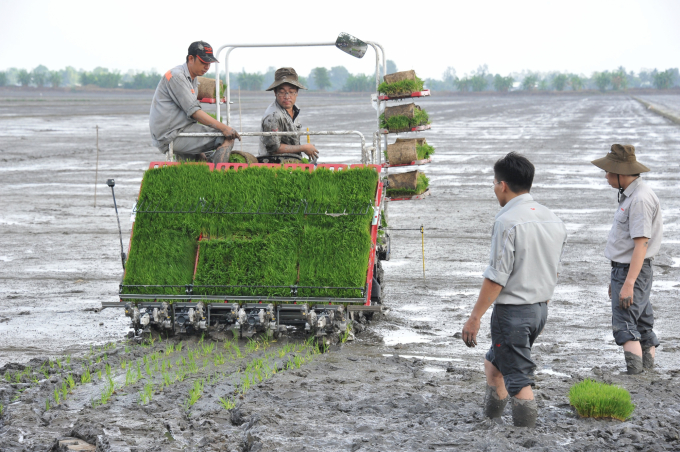 Phần lớn các địa phương xuống giống đúng lịch thời vụ để né mặn. Ảnh: Lê Hoàng Vũ.