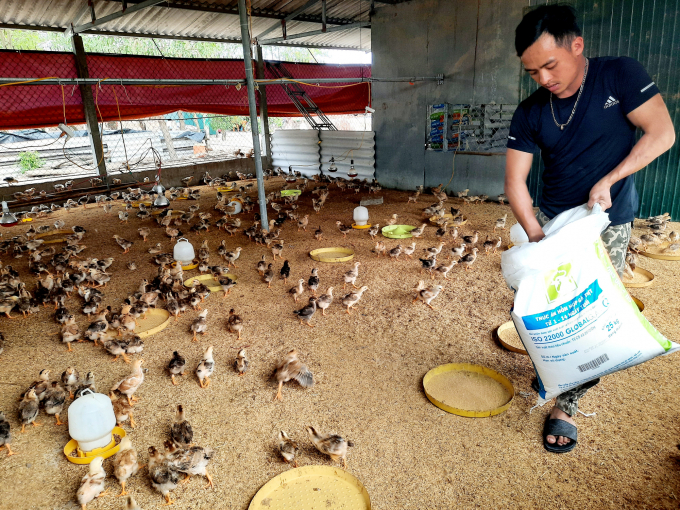 Anh Phạm Đình Đạo nhường chuồng trại của gia đình úm 5.000 con gà từ nguồn hỗ trợ của Bộ NN - PTNT giúp người dân tái thiết chăn nuôi sau lũ. Ảnh: Thanh Nga.