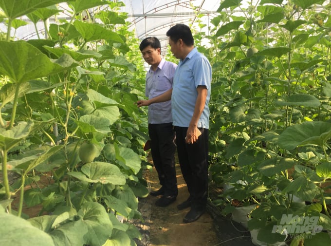 Lãnh đạo Trung tâm Khuyến nông Nghệ An kiểm tra mô hình dưa lưới trong nhà màng tại huyện Diễn Châu. Ảnh: VK.