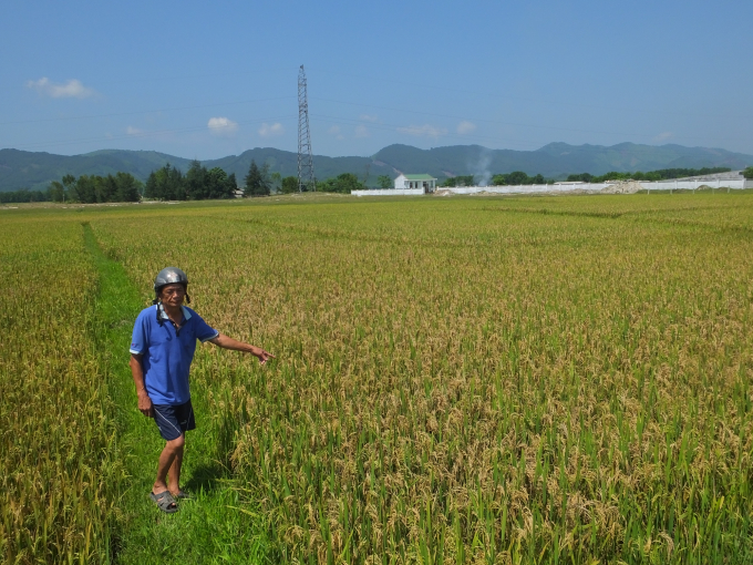 Ngành nông nghiệp Hà Tĩnh khuyến cáo nông dân không chủ quan với bệnh đạo ôn trong vụ Xuân 2021. Ảnh: Thanh Nga.
