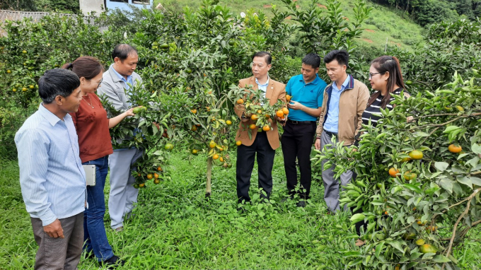 Mô hình trồng cây ăn quả được đánh giá 3 sao của HTX trồng cây ăn quả Khuổi Nằn, huyện Na Rỳ. Ảnh: Toán Nguyễn.