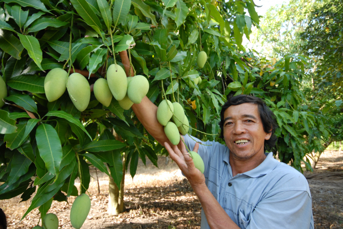 Những diện tích chuyển đổi sang cây ăn trái cho thu nhập cao gấp nhiều lần trồng lúa. Ảnh: Lê Hoàng Vũ.