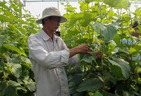 Hiệu quả cao từ mô hình trồng dưa lưới trong nhà kính ở làng NTM ấp 9, xã Lương Tâm. Ảnh: Thanh Tâm.