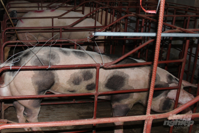 Hiện tại, trang trại có hơn 200 con lợn bố mẹ. Ảnh: Mai Chiến.