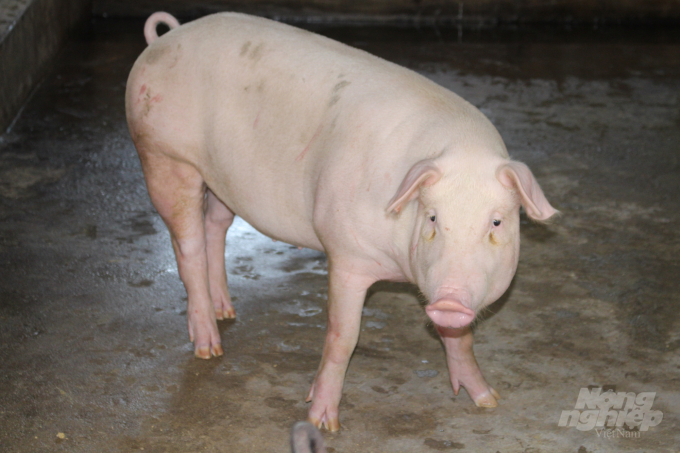 Mỗi tháng trang trại xuất bán ra ngoài thị trường khoảng 300 con lợn thịt với trọng lượng 100 - 105kg/con. Ảnh: Mai Chiến.
