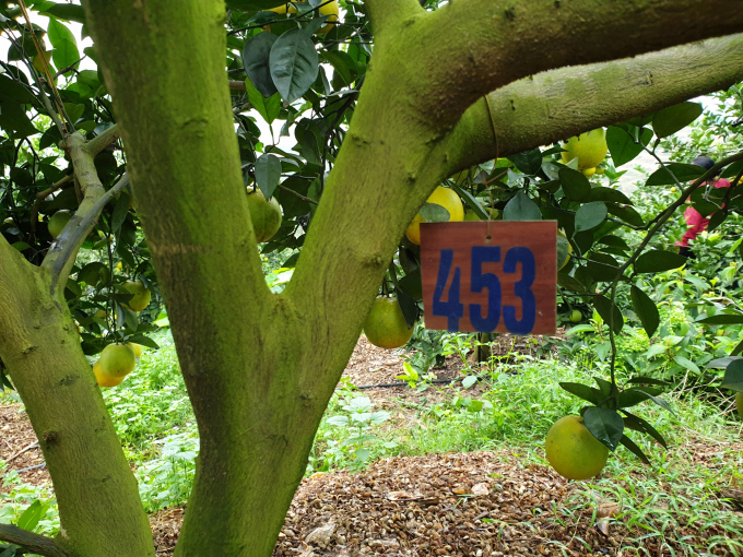 Hiện nay nhiều trang trại cam trên địa bàn Hà Tĩnh đã áp dụng kỹ thuật mới như bao quả, đánh số cây, IPM... để theo dõi sự sinh trưởng, phát triển của cây trồng. Ảnh: Thanh Nga.