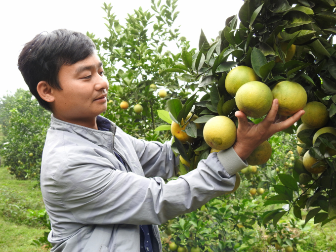 Đầu tư trồng cam đã giúp nông dân các tỉnh Bắc Trung bộ nói riêng, tỉnh Hà Tĩnh nói chung vươn lên thành hộ khá giả, hộ giàu. Ảnh: Thanh Nga.