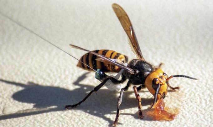 Một con ong được đeo thiết bị giám sát trong nghiên cứu. Ảnh: AP.