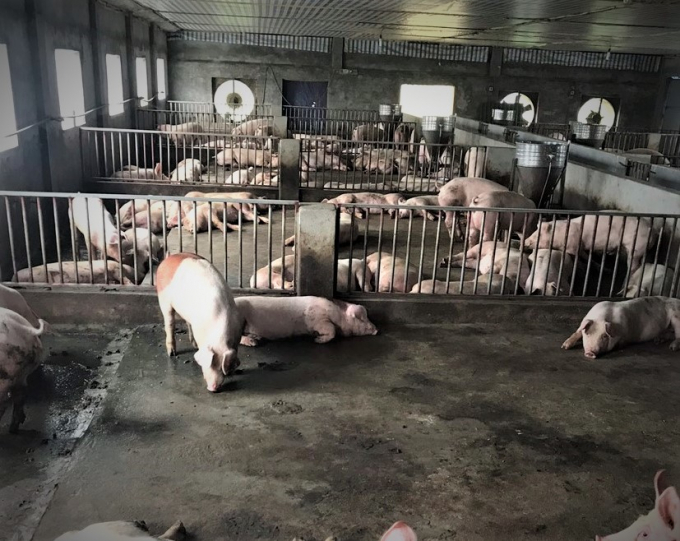 Thịt lợn sinh học Đồng Tâm - Quốc Oai dần khẳng định trên thị trường.