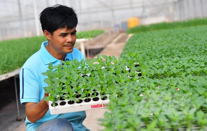 Tỉnh Lâm Đồng hướng đến xây dựng 250ha diện tích canh tác rau, củ, quả hữu cơ trong giai đoạn 2020-2025. Ảnh: Minh Hậu.
