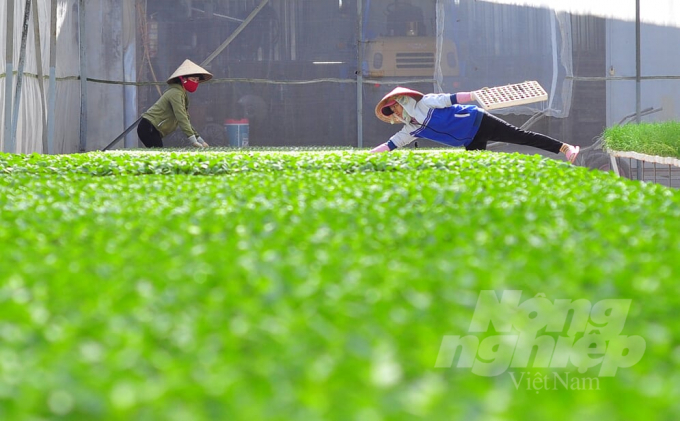 Mô hình sản xuất cây giống hữu cơ tại huyện Đơn Dương, Lâm Đồng. Ảnh: Minh Hậu.
