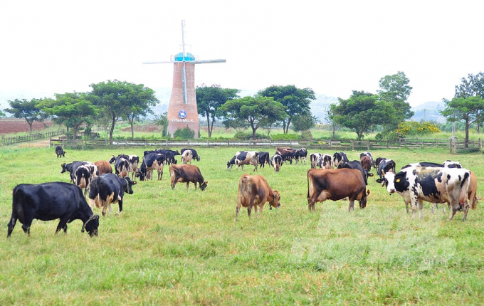 Trang trại bò sữa hữu cơ của Vinamilk đóng trên địa bàn tỉnh Lâm Đồng. Ảnh: Minh Hậu.
