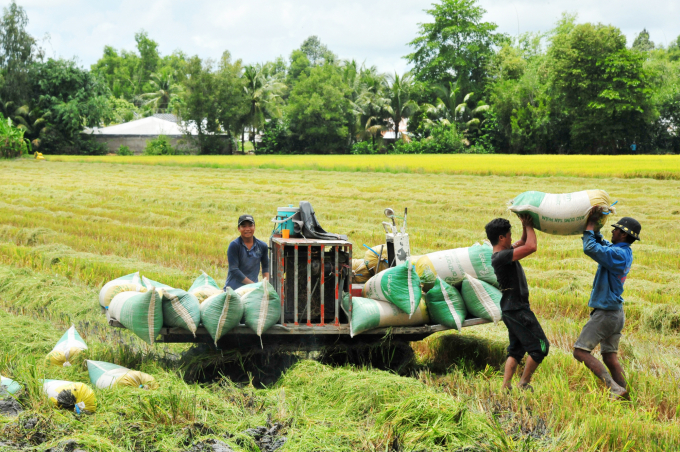 Hiện nay, toàn tỉnh có 202 HTX hoạt động trên 6 lĩnh vực: nông nghiệp - thủy sản, quỹ tín dụng nhân dân, vận tải, tiểu thủ công nghiệp, thương mại - dịch vụ - du lịch, tài nguyên - môi trường. Ảnh: Lê Hoàng Vũ.