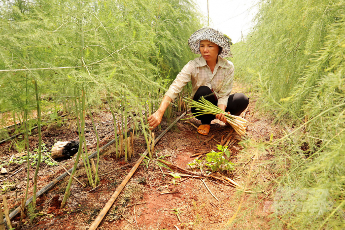 Mỗi ngày, khu vườn 1ha của gia đình ông Nguyễn Văn Đóa cho thu hoạch 100kg măng tây. Ảnh: Minh Hậu. 