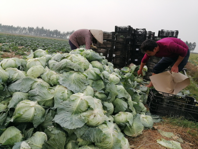 Nông dân vựa rau huyện Gia Lộc (Hải Dương) phấn khởi vì ít năm nào rau vụ đông trúng mùa, trúng giá như năm nay. Ảnh: Trung Quân.