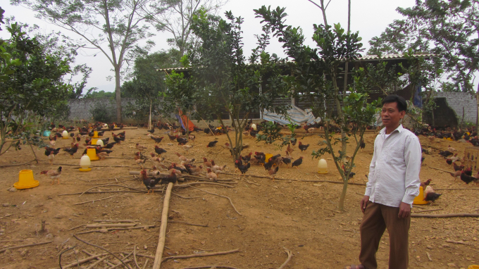 Hộ nuôi gà Lạc Thủy trong HTX gà Kim Đức, Kim Bôi.