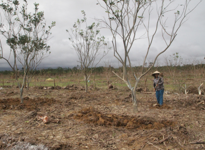 Người dân Thừa Thiên- Huế đang đứng trước khó khăn do thiếu giống cây để sản xuất sau bão, lụt. Ảnh: Tiến Thành.