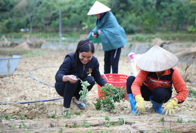 Nông dân xã Tân Tiến đang trồng thạch đen để lấy cây giống cho vụ năm 2021. Ảnh: Minh Phúc.