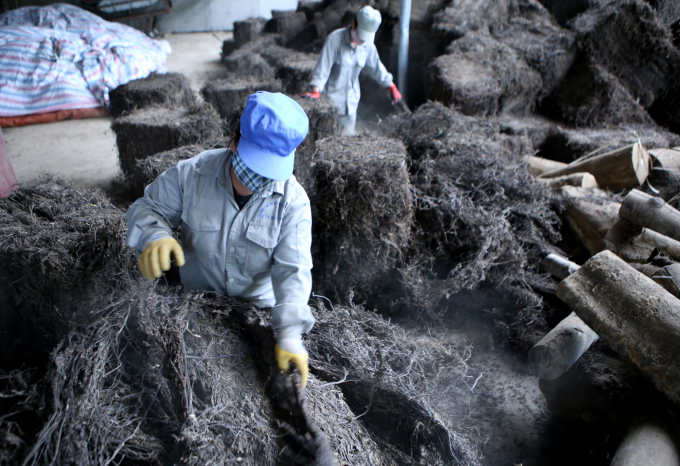 Công nhân của Công ty Đức Quý đang phân loại nguyên liệu thạch đen để phục vụ chế biến tinh bột. Ảnh: Minh Phúc.