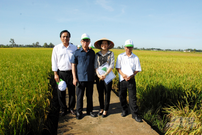 Nông dân sử dụng các giống lúa chất lượng cao của Doseco, lúa sau thu hoạch rất dễ bán và giá bán cao. Ảnh: Lê Hoàng Vũ.