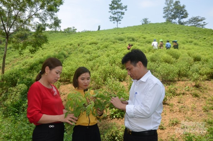 Phát triển cây dược liệu là hướng đi mà HTX nông lâm nghiệp Sơn Thịnh, huyện Sơn Dương đang lựa chọn. Ảnh: Đào Thanh.