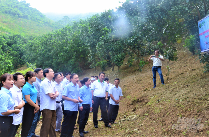 Phát triển nông nghiệp sạch luôn là mục tiêu mà các HTX nông, lâm nghiệp tại Tuyên Quang đang hướng tới. Ảnh: Đào Thanh.