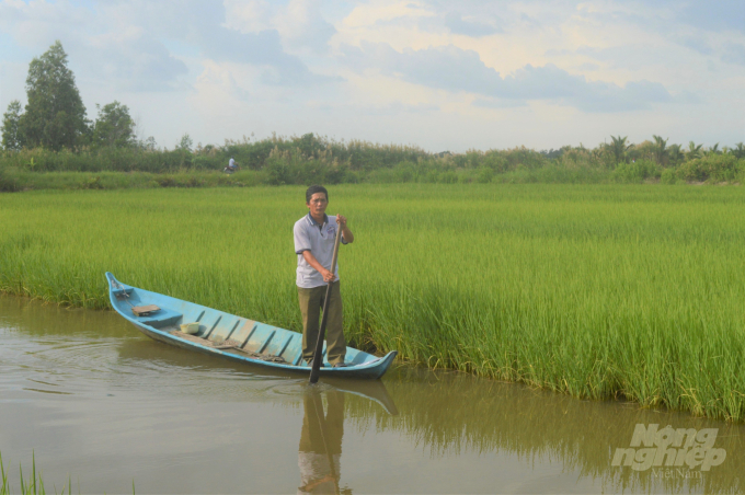 Kiên Giang là tỉnh có diện tích luân canh tôm - lúa khá lớn, thuận lợi phát triển mô hình nuôi tôm - trồng lúa đạt chứng nhận VietGAP. Ảnh: Trung Chánh.