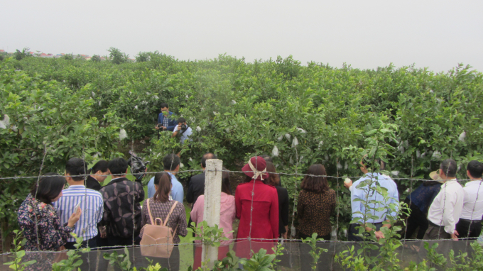 Nhiều địa phương trong nước đến thăm quan mô hình trồng ổi ở Hưng Yên