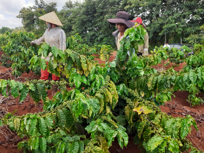 VnSAT thúc đẩy tái canh cây cà phê phát triển bền vững. Ảnh: Đăng Lâm.