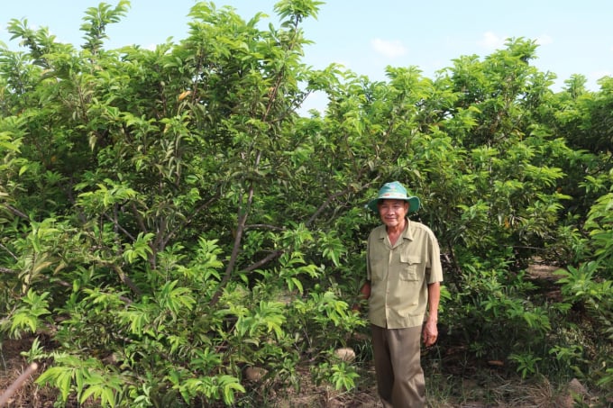 Bà con ở thôn Ngọc Sơn chủ yếu phát triển cây ăn trái với 2 cây chủ lực mít và mãng cầu. Ảnh: Kim Sơ.