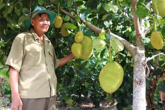Người dân ở khu vực Lỗ Chài, thôn Ngọc Sơn, xã Hòa Quang Bắc đã chuyển đổi cây ăn quả hái ra tiền. Ảnh: Kim Sơ.