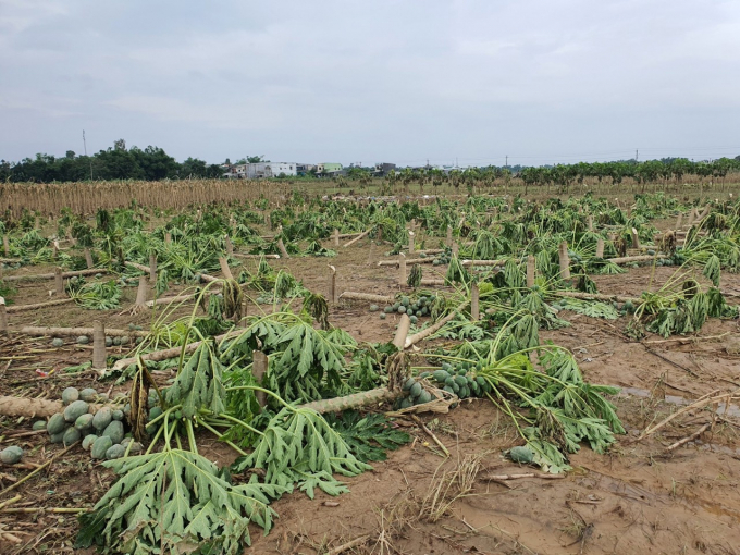 Thiệt hại của ngành Nông nghiệp tỉnh Quảng Nam trong 2 tháng 9 và 10 lên đến gần 8.700 tỷ đồng. Ảnh: L.K.