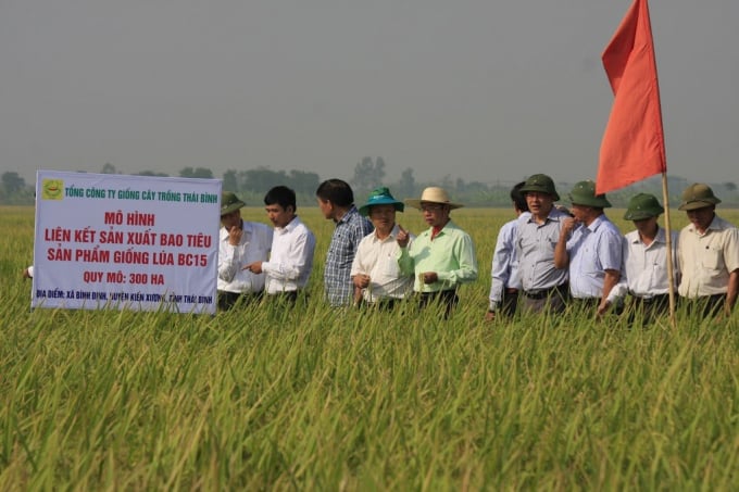 Mô hình liên kết sản sản xuất lúa BC15 của Tổng Cty Giống Cây trồng Thái Bình trên địa bàn huyện Kiến Xương. Ảnh: Mai Chiến.