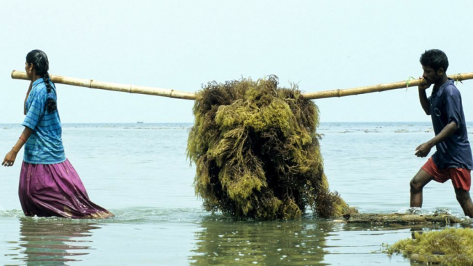 Nông dân Ấn Độ thu hoạch rong biển từ những bè gần bờ biển. Ảnh: Alamy.